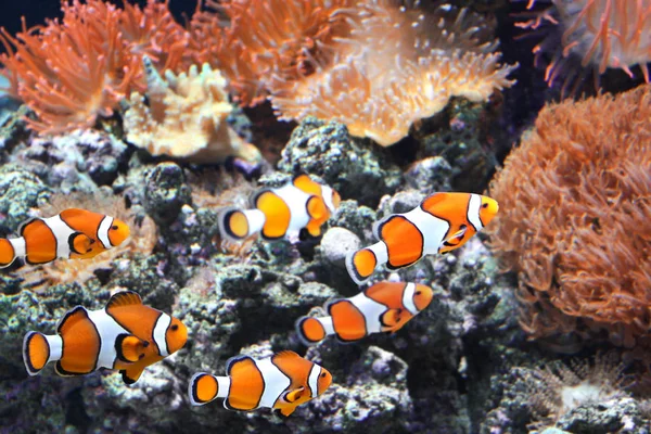 Tropische Zeeanemonen Clown Vis Amphiprion Percula Marine Aquarium — Stockfoto