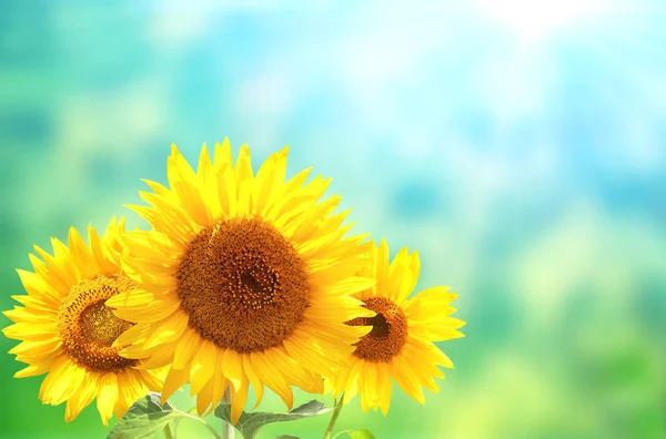 Trois Tournesols Jaune Vif Sur Fond Ensoleillé Flou Couleur Verte — Photo