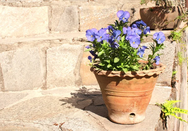 Kvetoucí Macešky Hliněném Hrnci Kamenných Schodech — Stock fotografie