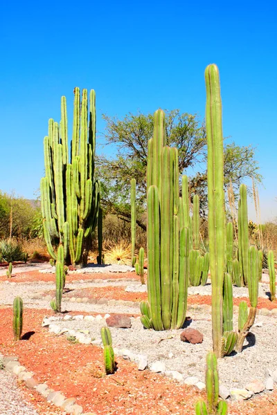 Jardin Cactus Plantes Succulentes Proximité Célèbre Site Archéologique Tula Allende — Photo