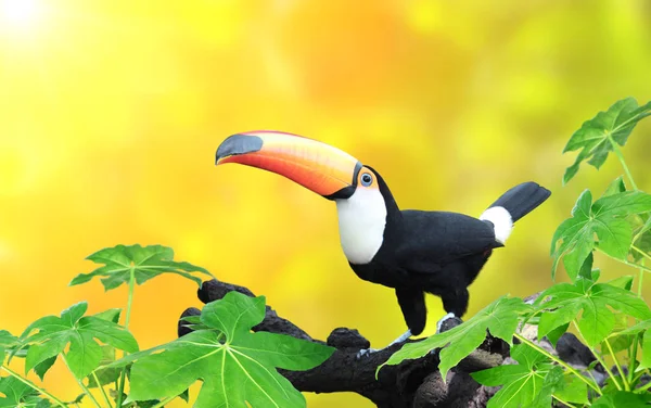 Bannière Horizontale Avec Bel Oiseau Toucan Coloré Ramphastidae Sur Une — Photo