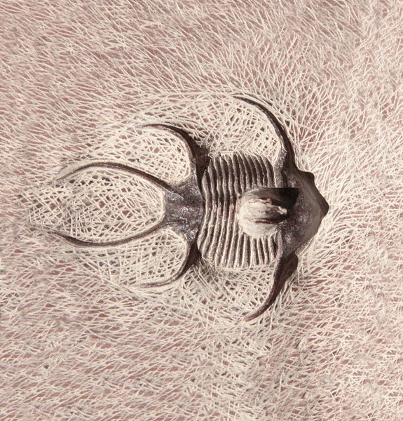 Megkövesedett Fosszilis Trilobiták — Stock Fotó