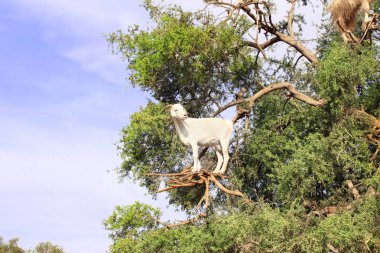 Ünlü Faslı sahne - keçi argan ağacı, Fas, Kuzey Afrika