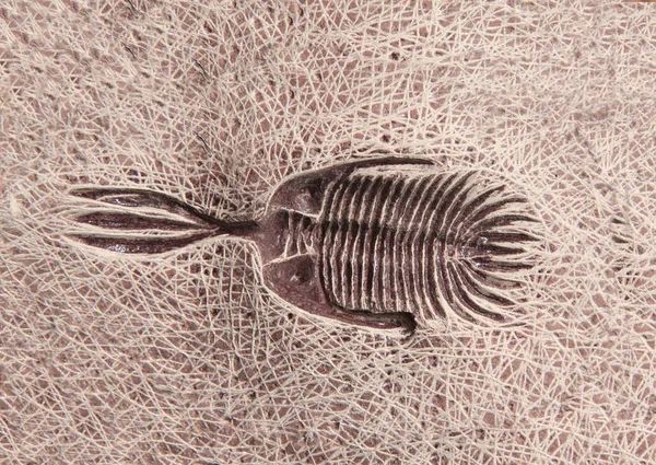 Trilobita Fóssil Petrificada Pedra — Fotografia de Stock