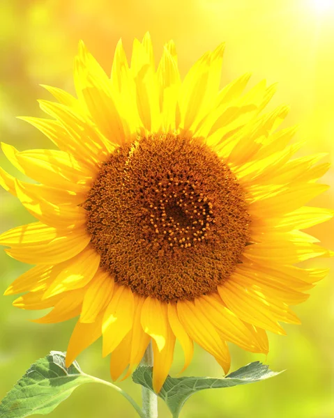 Girasol Amarillo Brillante Sobre Fondo Soleado Borroso —  Fotos de Stock