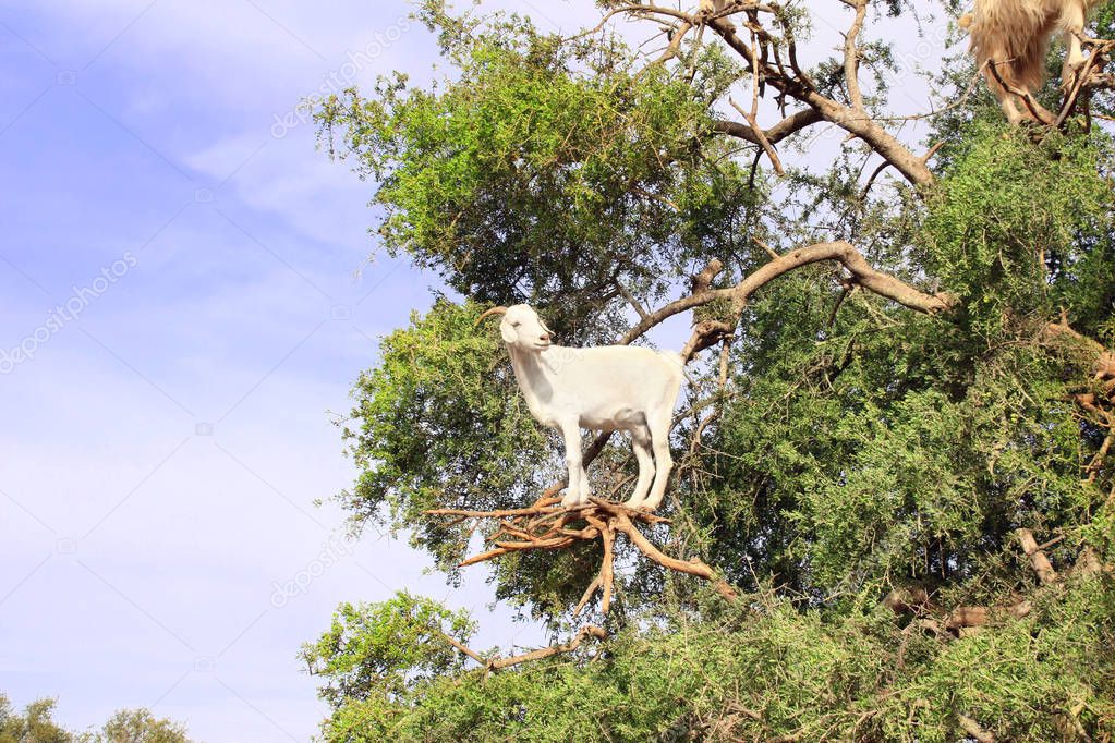 Famous moroccan scene - goat on the argan tree, Morocco, North Africa
