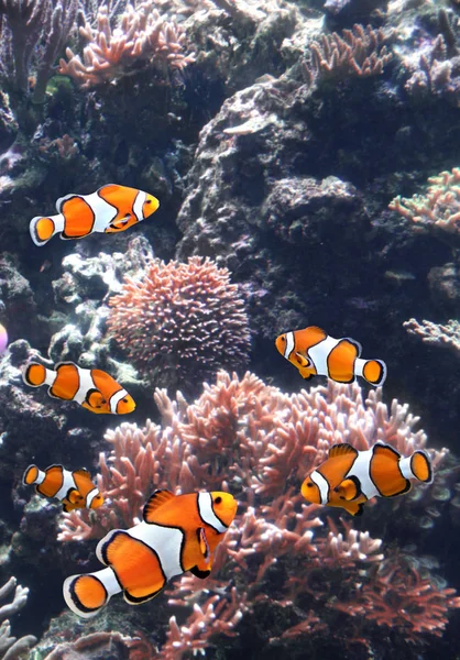 Koralowców Głębinowych Clown Ryb Akwarium Morskie — Zdjęcie stockowe