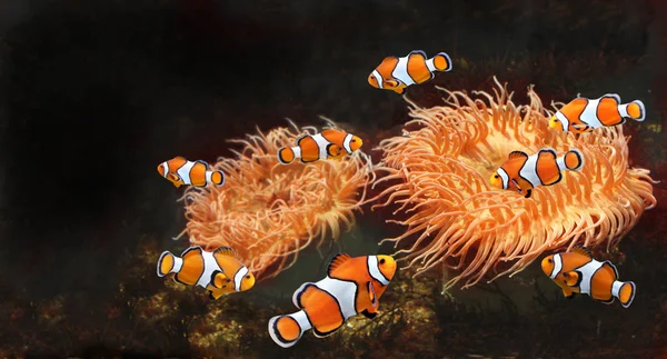 Sea anemone and clown fish in marine aquarium. Isolated on black background. Copy space for text. Mock up template
