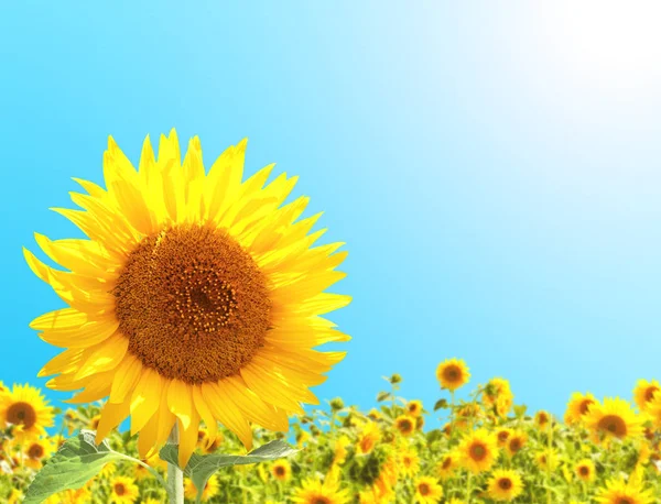 Girasoles Color Amarillo Brillante Sobre Fondo Cielo Azul Copiar Espacio —  Fotos de Stock