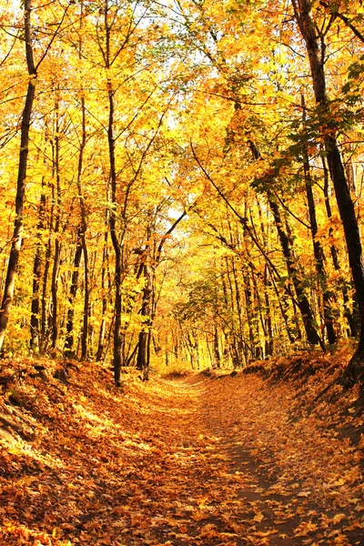 Красивый Пейзаж Дорога Осеннем Лесу — стоковое фото