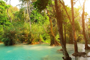 Su birikintisi totad Kuang Si şelale yağmur ormanlarında, Luang Prabang, Laos yakın