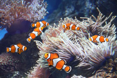 Tropical sea anemone and clown fish (Amphiprion percula) in marine aquarium clipart