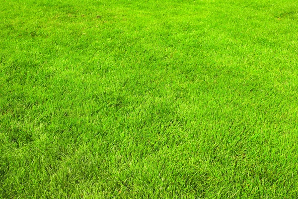 Nature Green Grass Background Trimmed Lawn — Stock Photo, Image