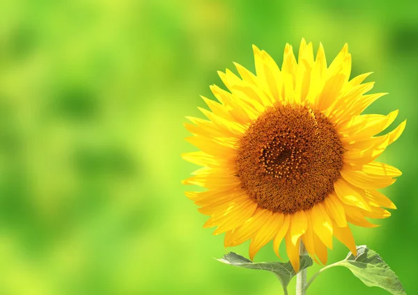 Yeşil Parlak Sarı Ayçiçeği Güneşli Arka Plan Bulanık — Stok fotoğraf