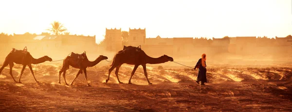 摩洛哥撒哈拉沙漠的骆驼车队的横向旗帜 巴柏尔与三骆驼单峰骆驼在日出天空背景和传统摩洛哥房子 — 图库照片
