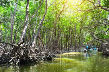 Mangrove forest, Ria Celestun Gölü Meksika botla insanlar