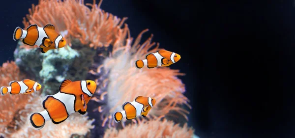Sea anemone and clown fish in marine aquarium on black background. Mock up template. Copy space for text