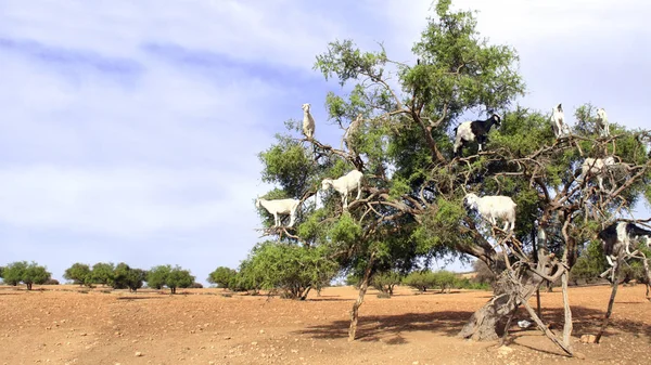 有名なモロッコのシーン アルガンの木 モロッコ 北アフリカのヤギ — ストック写真