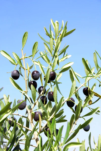Dojrzałe Czarne Oliwki Drzewo Oliwne Olive Branch Bliska Tle Niebieskiego — Zdjęcie stockowe
