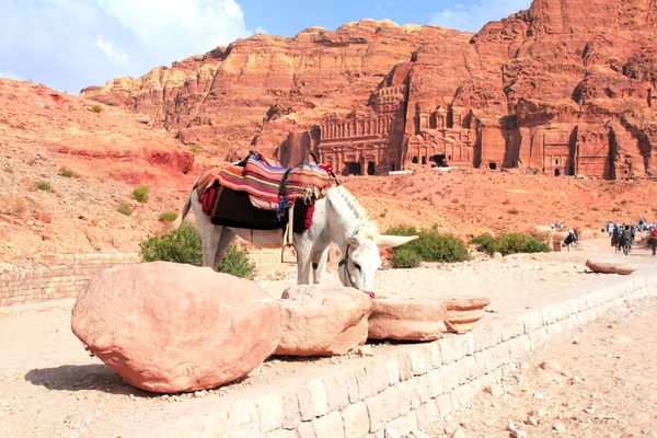 Burro Branco Petra Red Rose City Jordânia Património Mundial Unesco — Fotografia de Stock