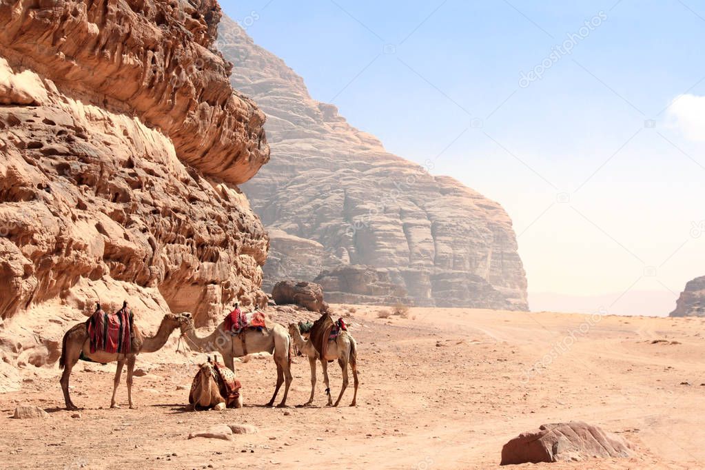 Four camels in Wadi Rum desert, Jordan