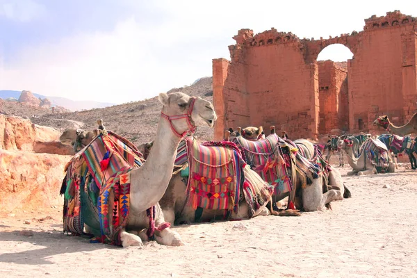 在约旦佩特拉 红玫瑰城 Qasr Bint 也被称为法老的女儿神庙 少女宫 附近休息的骆驼 联合国教科文组织世界遗产 — 图库照片