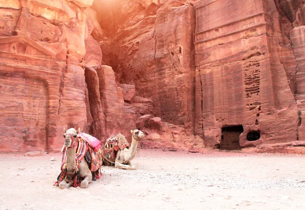 Två Vilande Kameler Petra Red Rose City Jordanien Unescos Världsarvslista — Stockfoto