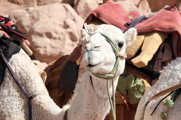 Portret Ładny Biały Camel Pustyni Wadi Rum Jordania — Zdjęcie stockowe