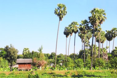 Muz plantation, Myanmar, Çinhindi, Asya siper al