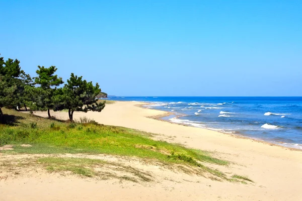 Сосны Волны Песчаный Пляж Желтого Моря Северная Корея Кндр — стоковое фото