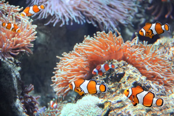 Tropical Sea Anemone Clown Fish Amphiprion Percula Marine Aquarium — Stock Photo, Image