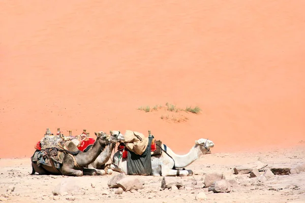 Três Camelos Reclináveis Deserto Wadi Rum Vale Lua Jordânia Oriente — Fotografia de Stock