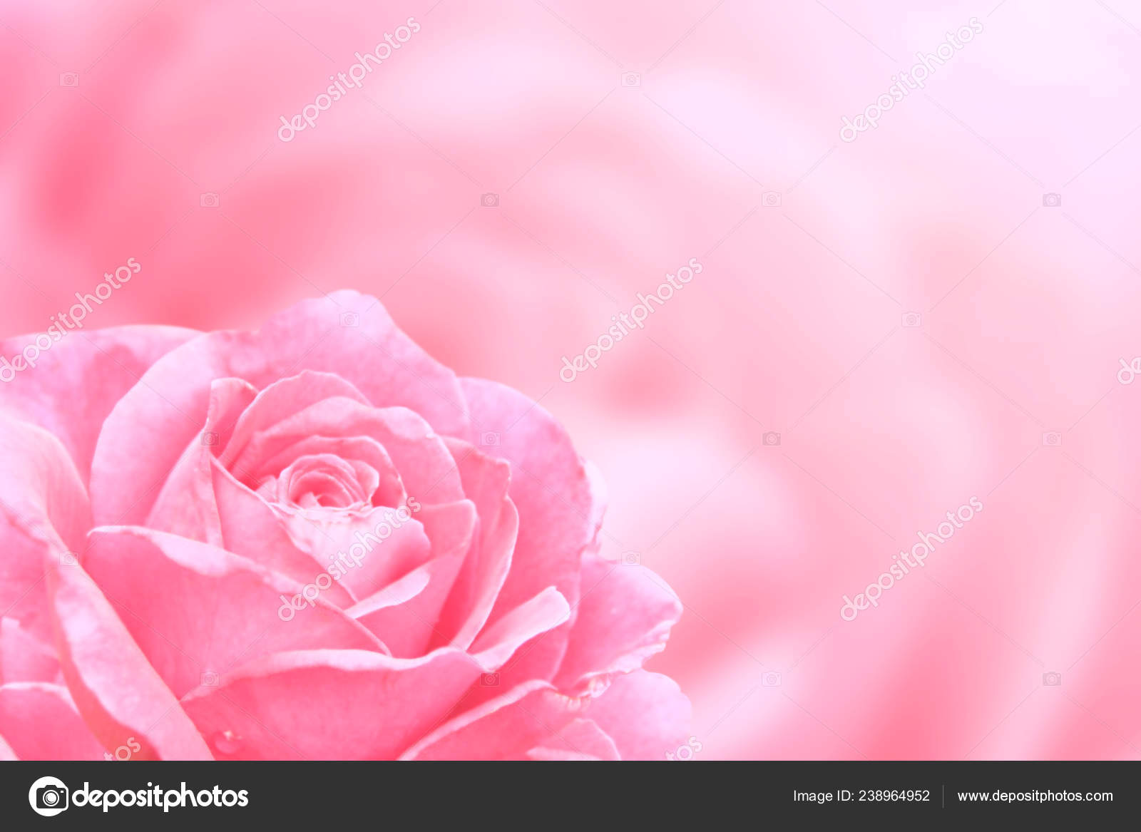 Blurred Background Rose Pink Color Copy Space Your Text Mock Stock Photo by  ©frenta 238964952