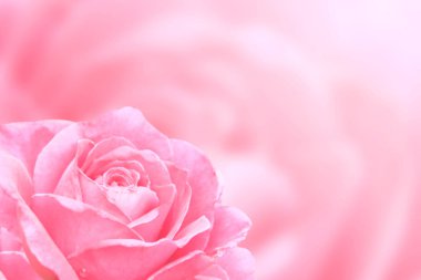 Pembe gül renginde bulanık bir arkaplan. Metnin için alanı kopyala. Şablon oluşturun. Duvar kağıdı, düğün kartı, web sayfası afişi için kullanılabilir