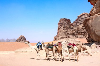 Wadi Rum çölünde dört deve (Ay Vadisi), Ürdün, Orta Doğu. Mavi gökyüzü arka planında