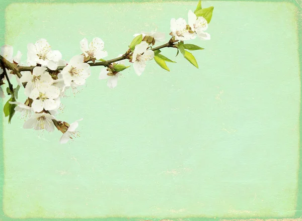 Grunge Sfondo Vintage Con Texture Vecchia Carta Fiori Colore Verde — Foto Stock