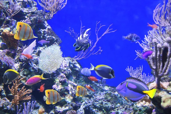Підводна Сцена Красивою Тропічною Рибою Гепатом Блакитний Танг Синьому Фоні — стокове фото