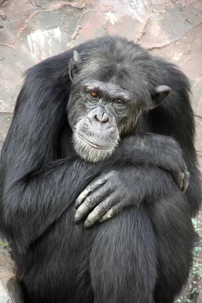 Portrait Triste Chimpanzé Photo Gros Plan — Photo