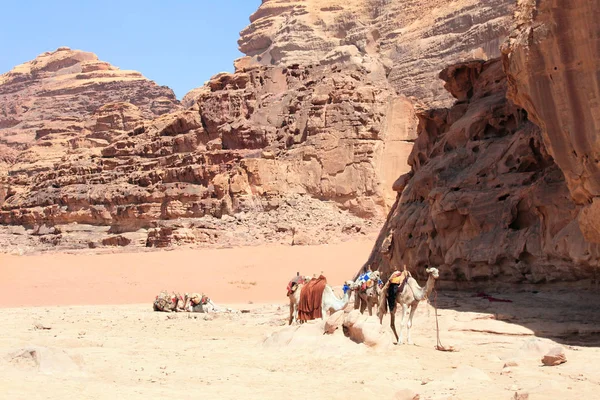 Camelos Deserto Wadi Rum Vale Lua Jordânia Oriente Médio Património — Fotografia de Stock