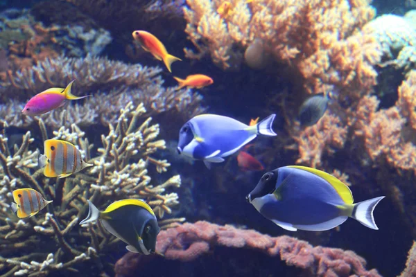 Підводні Сцени Коралами Анемонами Красивою Тропічною Рибою Гепатом Блакитний Танг — стокове фото