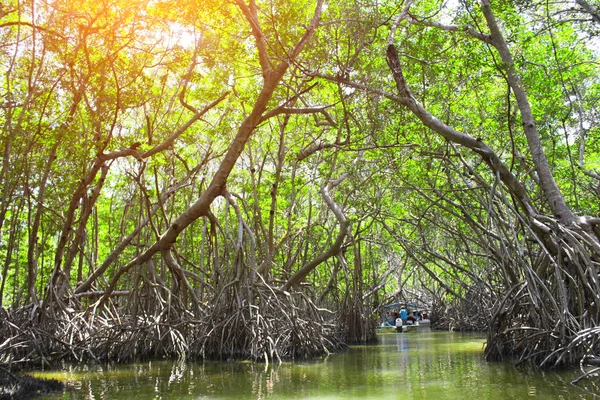 Menschen Beim Bootfahren Mangrovenwald Dem Ria Celestun See Mexiko — Stockfoto