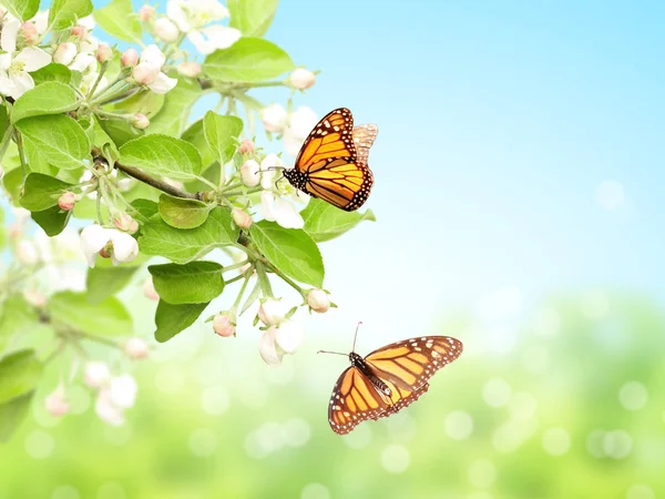 Flores Maçã Borboletas Monarca Danaus Plexippus Nymphalidae Fundo Céu Azul — Fotografia de Stock