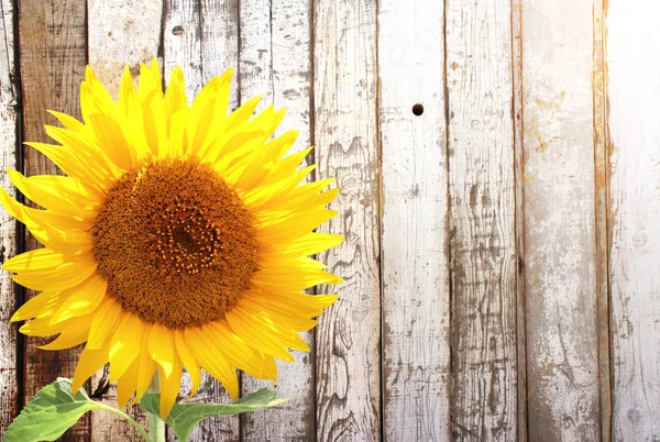 Sunflower Rustic Wooden Fence Mock Template Copy Space Text — Stock Photo, Image