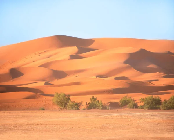 Τοπίο Της Ερήμου Σαχάρα Μαρόκο Θάμνους Και Αμμόλοφους Φόντο Μπλε — Φωτογραφία Αρχείου
