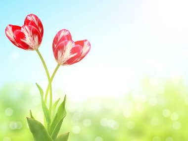 İki kalp şeklinde lale soyut güneşli üzerinde kırmızı renk, yeşil ve mavi renklerin bahar arka plan bulanıklık. Şablonu alay. Metin için yer kopyalayın