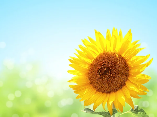 Bright Yellow Sunflower Blurred Sunny Background Mock Template Copy Space — Stock Photo, Image