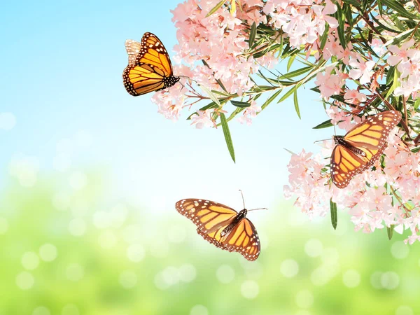 Flores Rosadas Mariposas Monarca Danaus Plexippus Nymphalidae Sobre Fondo Azul — Foto de Stock