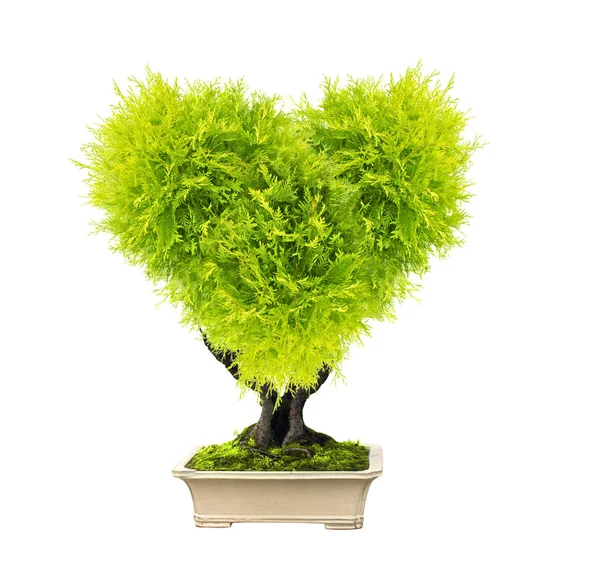 Concepto Ecológico Árbol Forma Corazón Maceta Aislado Sobre Fondo Blanco —  Fotos de Stock