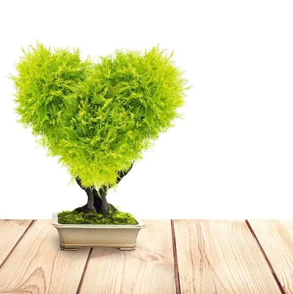 Eco Konceptet Hjärtat Formade Träd Blomkruka Gamla Trädäck Isolerad Vit — Stockfoto