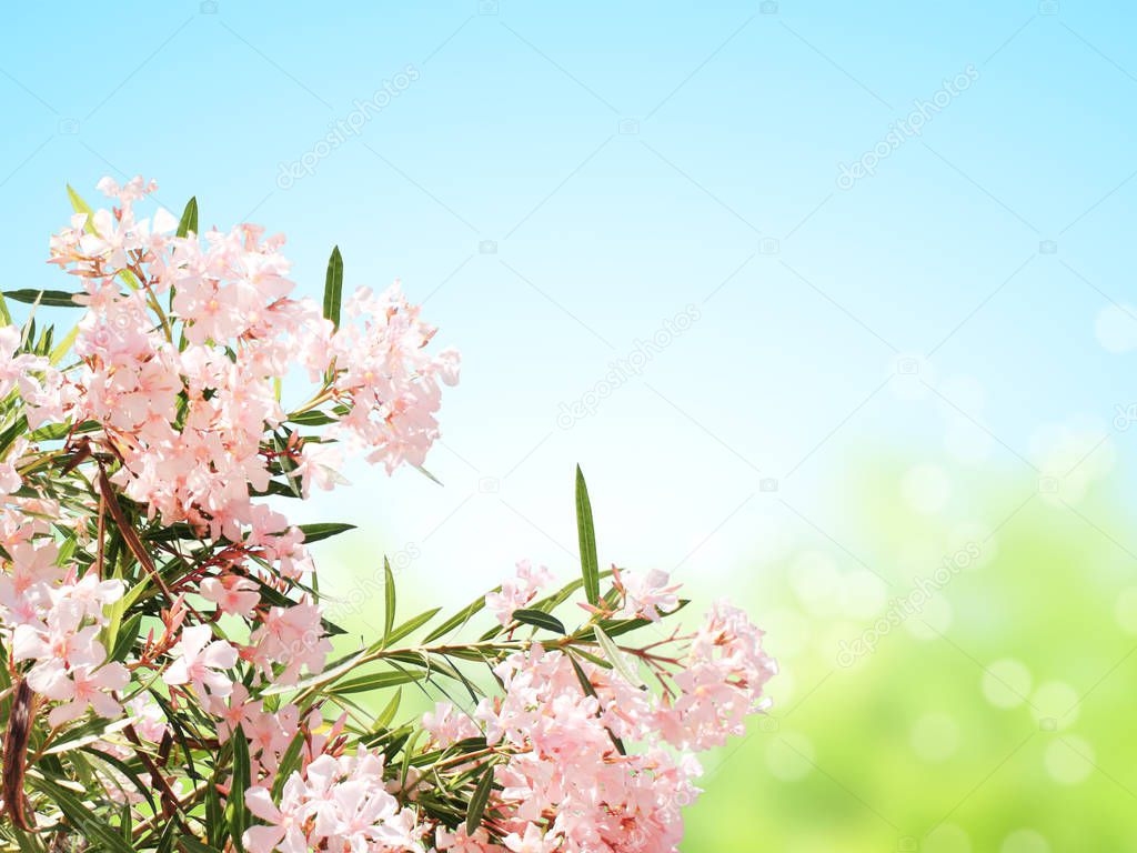 Spring flowers of pink color and green leaves on sunny background. Mock up template. Copy space for text